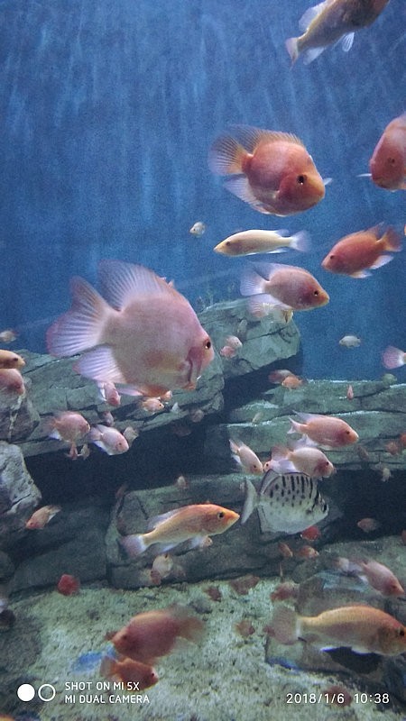 自驾安徽行13天——第一篇开封东京极地海洋馆