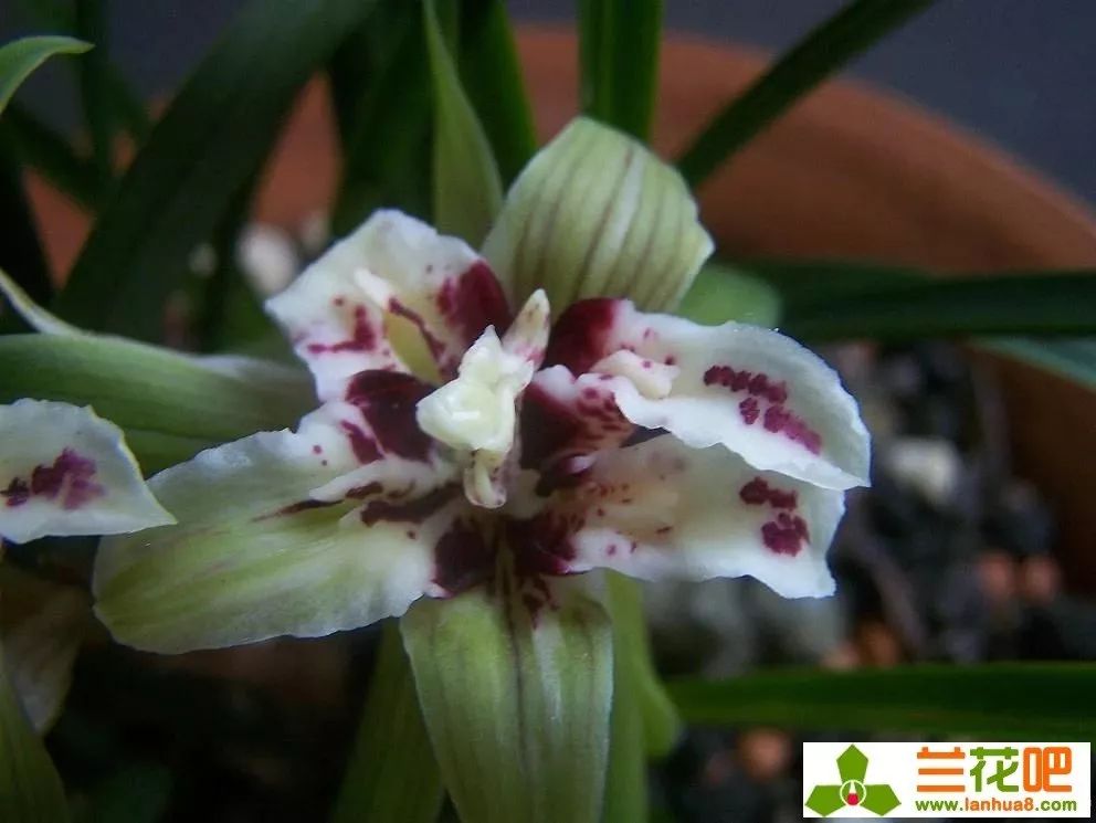 春兰四喜多少钱一盆,春兰四喜蝶优缺点