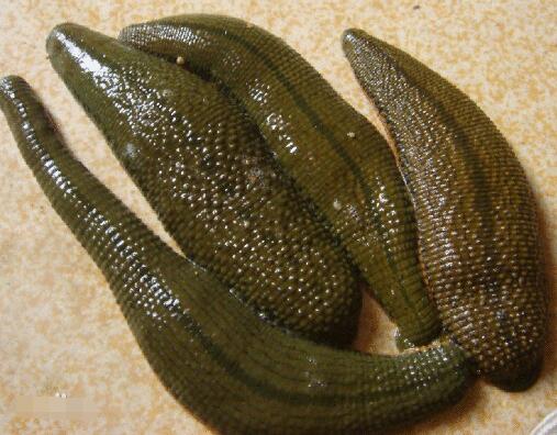 野外遇到这些动物一定要小心,十种危险的吸血动物