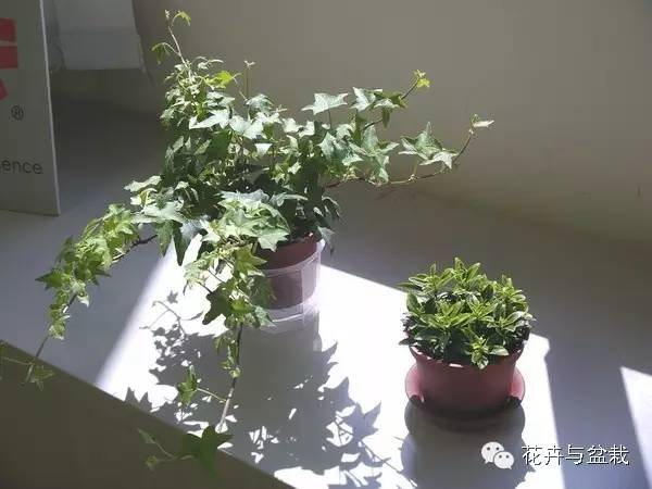 吸甲醛的绿植存放家里多久可扔掉,吸甲醛的绿植排名前十名绿萝