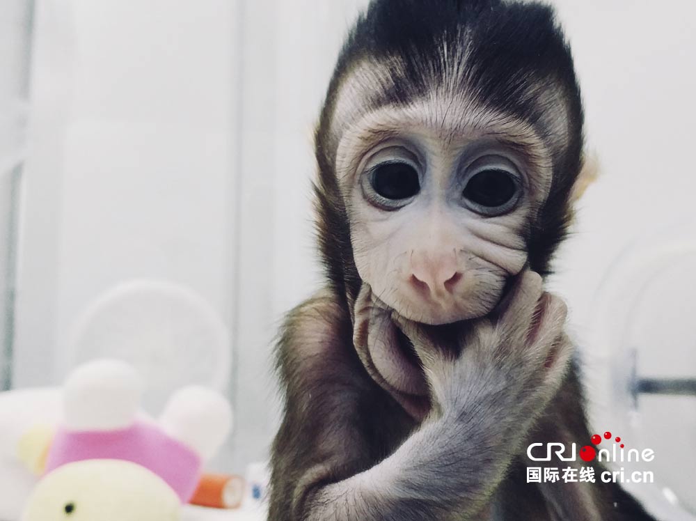 中国突破体细胞克隆猴世界难题人类重大脑疾病诊治迎来光明前景(视频)