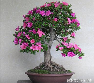 花卉黄叶怎么处理最简单的方法,让花卉快速生长不黄叶的小方法