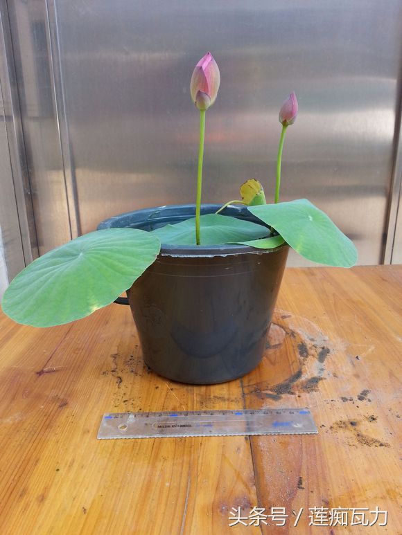 荷花种在桶里再放在缸里,碗莲这种放在碗里就能开花的荷花