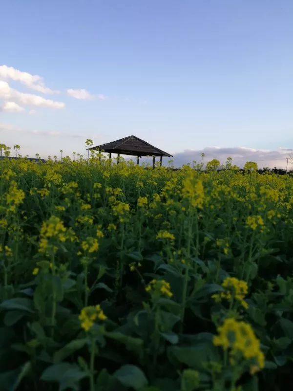 蒙自尼苏小镇有油菜花吗,蒙自尼苏小镇现在有花吗