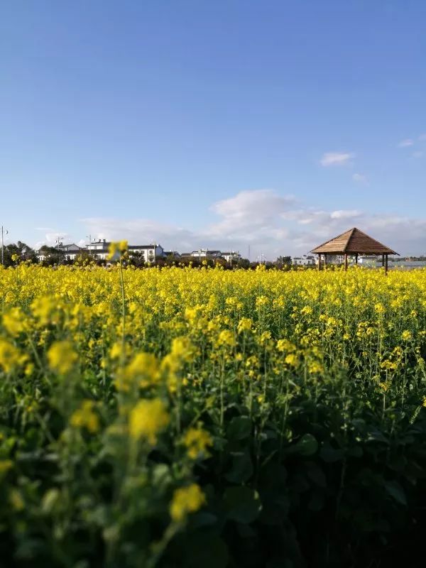 蒙自尼苏小镇有油菜花吗,蒙自尼苏小镇现在有花吗