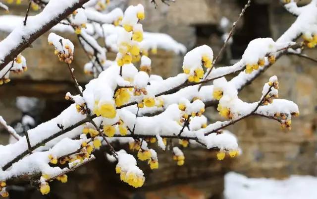 腊八送福送财,腊八送福迎新春