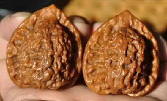 文玩核桃品种图鉴大全前十名,文玩核桃手串品种大全