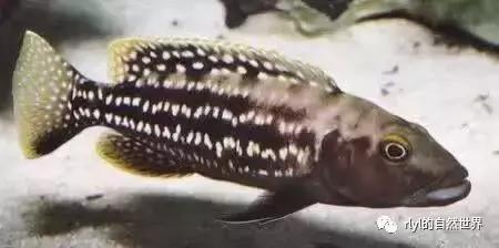 「鱼标本戏说非洲慈鲷」第二章:威严庄重的坦湖酋长——大型炮弹