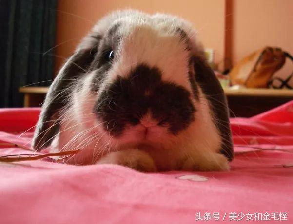 垂耳兔宠物兔造型,垂耳兔和猫猫兔哪个比较好养