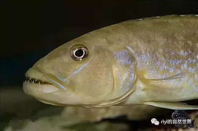 「鱼标本戏说非洲慈鲷」第二章：威严庄重的坦湖酋长——大型炮弹