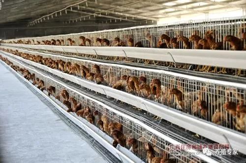 光照强度和光照时间对蛋鸡的影响,蛋鸡光照时间过长有什么影响