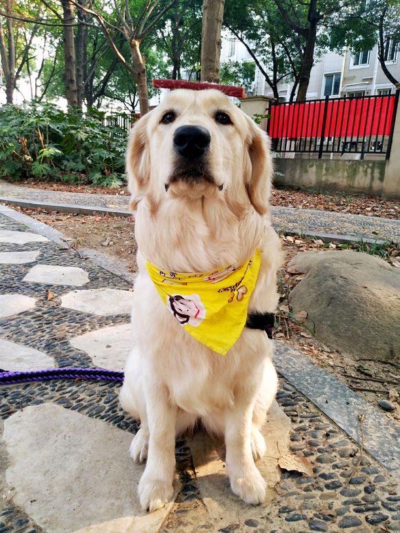 花了600买一只羊,花600买了只猫