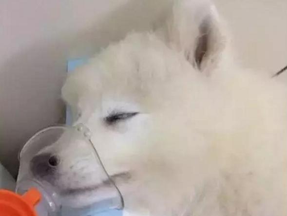 网上800块钱买了一只狗,在网上买了一只死了的狗