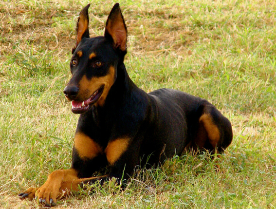 犬类品种大全杜宾犬,犬种百科之安纳托利亚牧羊犬