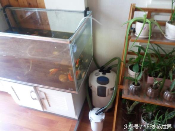 上过滤小鱼缸改造,小鱼缸怎么加装过滤器