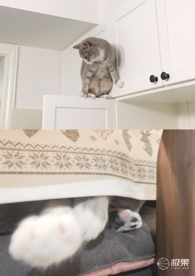 猫奴必做攻略,猫奴必看喵星人