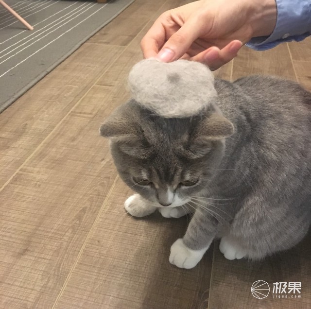 猫奴必做攻略,猫奴必看喵星人