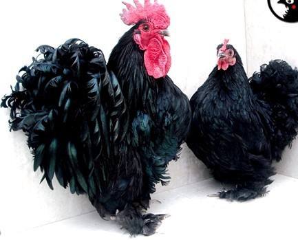 小型粘人的鸟类宠物有哪些,白领适合养什么宠物鸟类