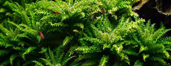 喷泉太阳草怎样种植,喷泉水草怎么养