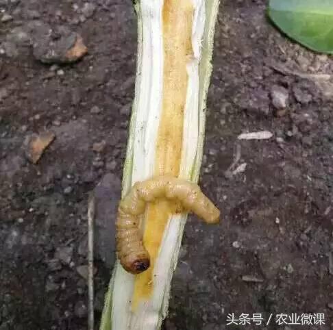 橘树生虫用什么药防治,八种害虫