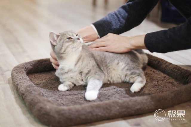 猫奴必做攻略,猫奴必看喵星人