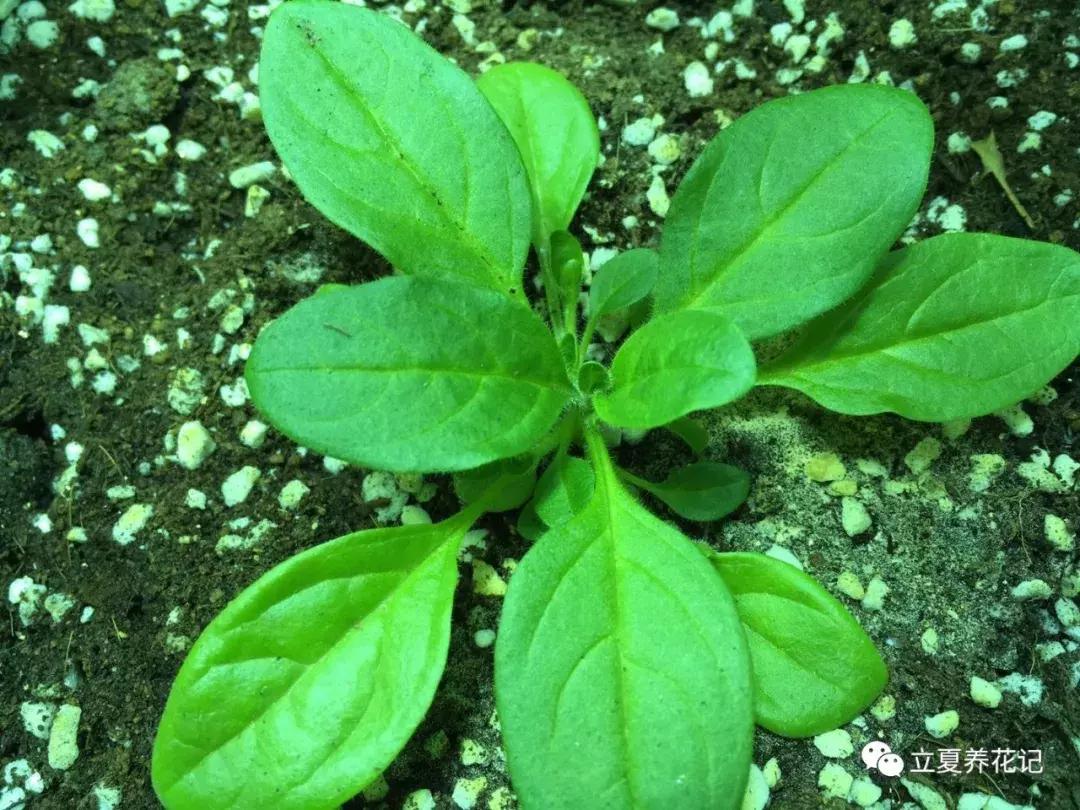 怎样才能养好花,怎样才可以养好花