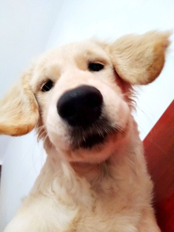 花了600买一只羊,花600买了只猫