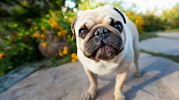 狗狗鼻子总是湿湿的怎么回事,狗狗鼻子很湿怎么回事有水