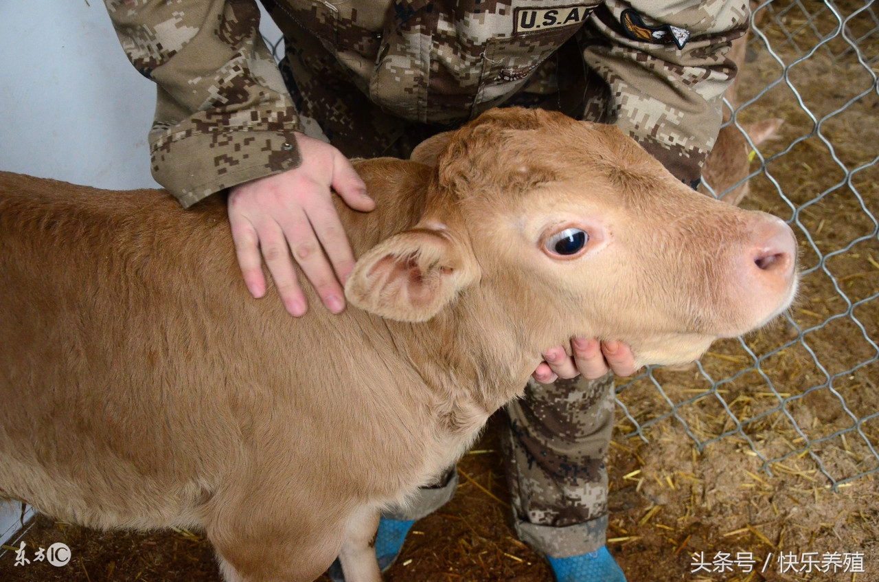 犊牛常见病及治疗方法,初生牛犊常见疾病及治疗方法