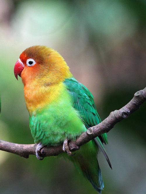 小型粘人的鸟类宠物有哪些,白领适合养什么宠物鸟类