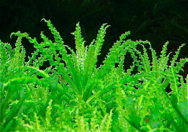 喷泉太阳草怎样种植,喷泉水草怎么养