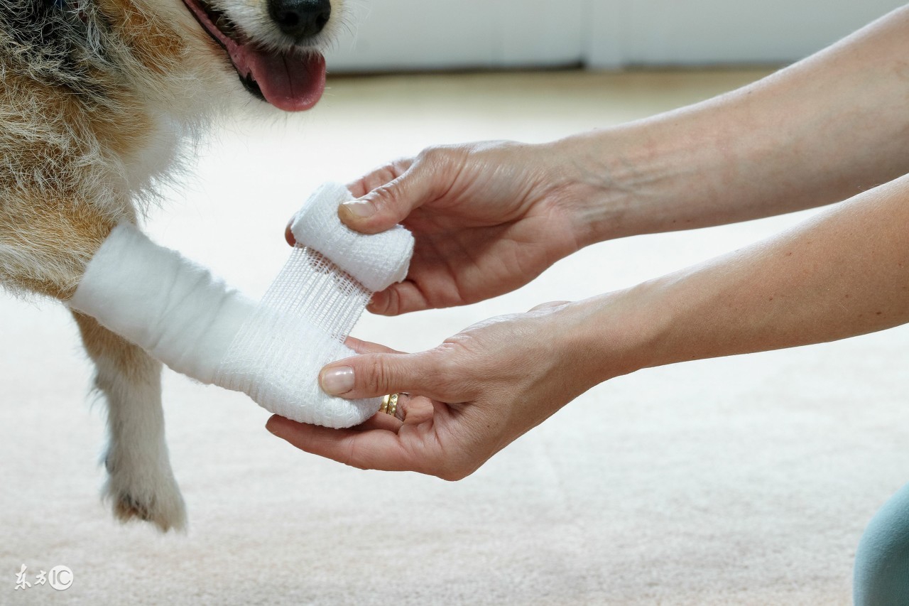 狗狗常见病症状及急救方法,简单易学的狗狗急救方法