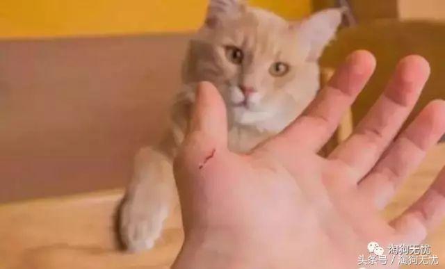 求助小猫被绳子缠住后续,被猫抓了要去打针吗