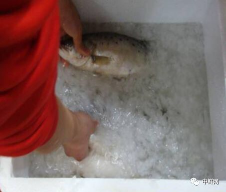 水产养殖技术干货,带鲜味的动物食材