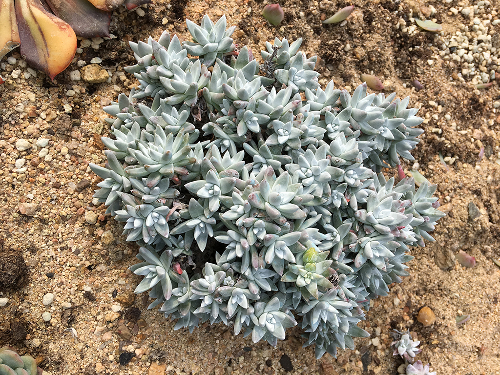 多肉拇指仙女杯适合用什么样的土,秋天多肉仙女杯怕淋雨吗
