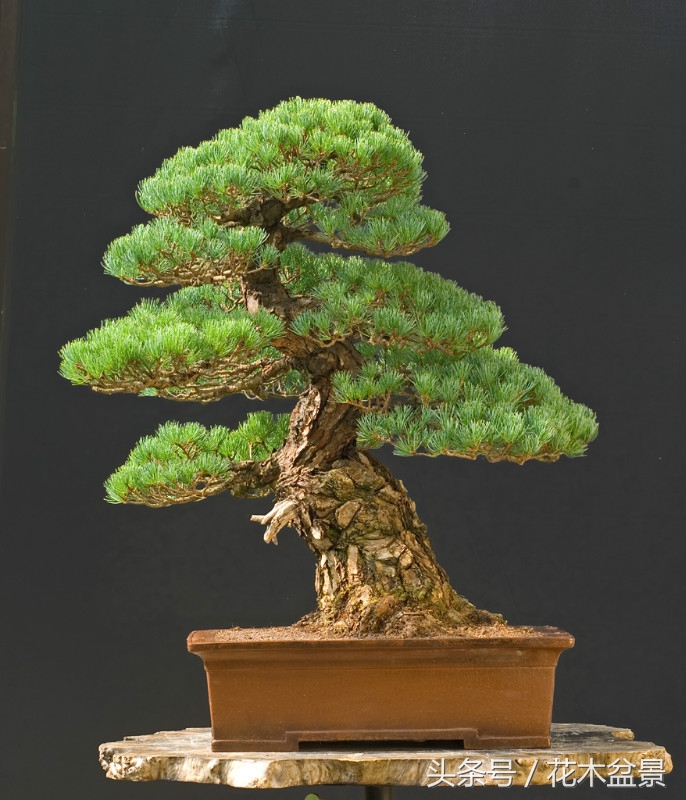 树桩断枝,树桩盆景断了怎么办