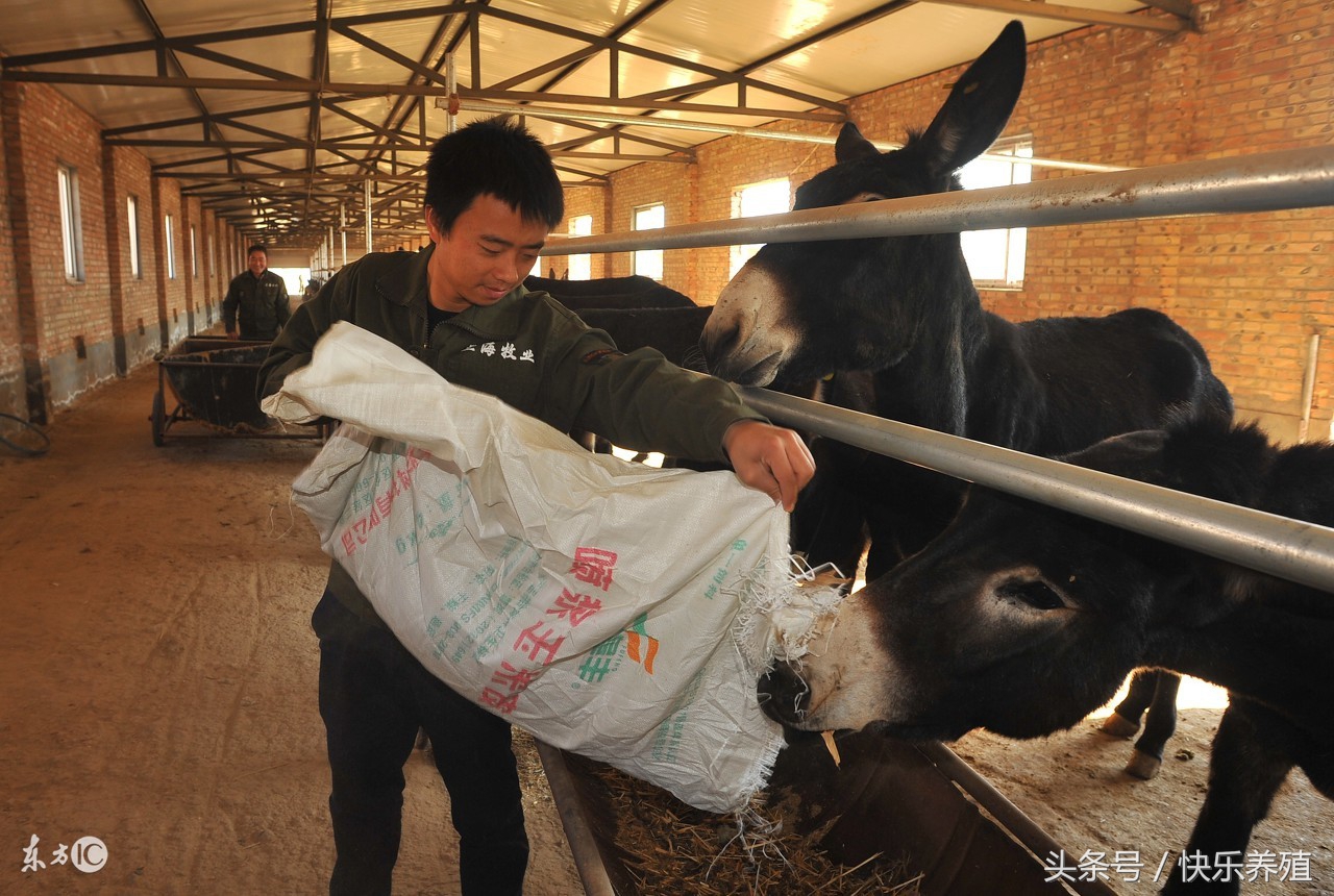 养驴10头驴有多少利润,养500头驴一年多少利润建个养驴棚