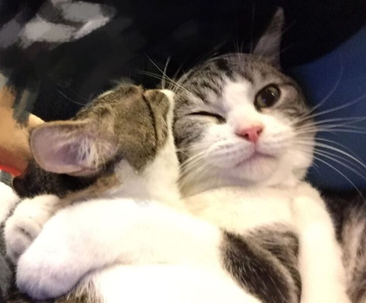 超赞的成都民宿攻略，除了养青蛙，还有这些好看的民宿可以住哦