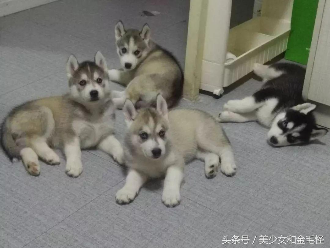 母犬需要注意的问题:难产,如何正确认识、预防和治疗难产呢?