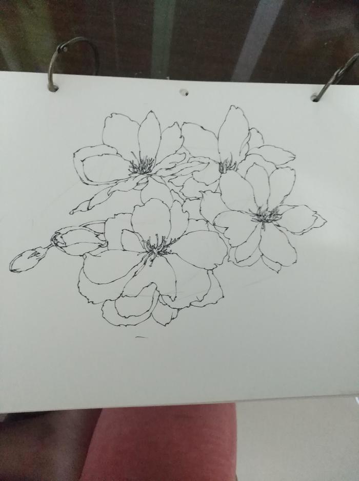 「手绘」河津樱花针管笔稿步骤