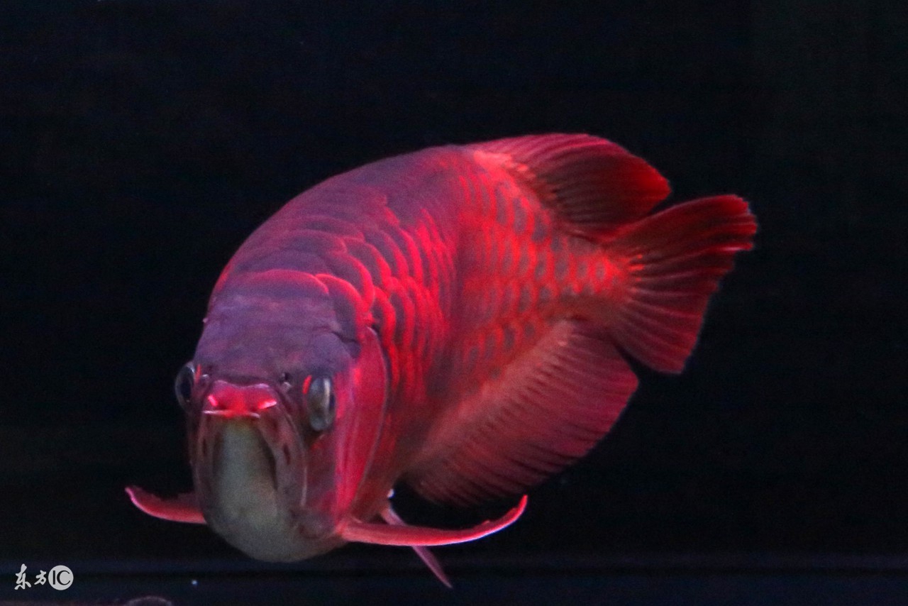 养好龙鱼需要什么设备,养好龙鱼的办法