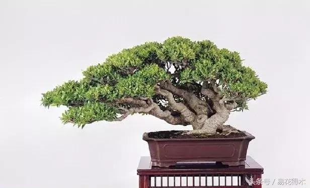 榕树掉叶是什么原因引起的,人参榕树掉叶怎么回事