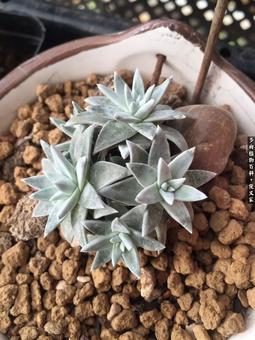 遇见你真是很幸运,遇见你真的很幸运下一句