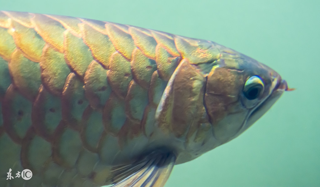 养好龙鱼需要什么设备,养好龙鱼的办法