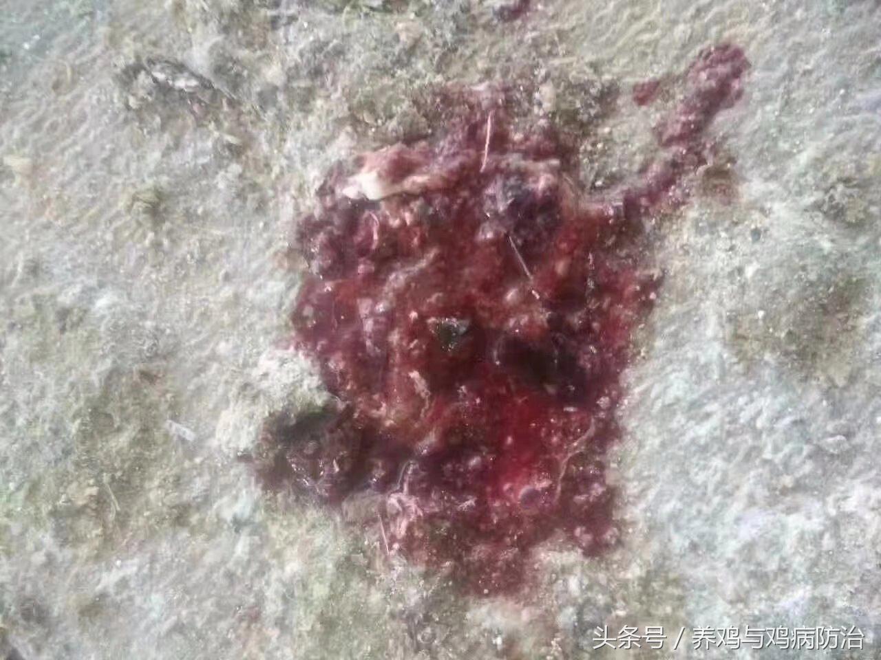 养鸡对肠道好吗,养鸡最好的肠道药