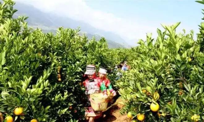 褚橙成功秘诀,褚橙一亩产多少