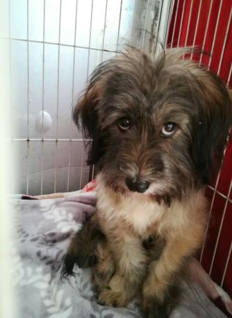 狗狗生病被主人背着去看病,狗狗生病被安乐死