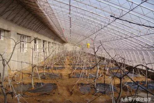 大樱桃树苗出售,大樱桃栽培技术丛书