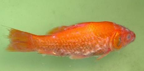 鱼类水霉病用什么消毒,鱼类水霉病防治方法