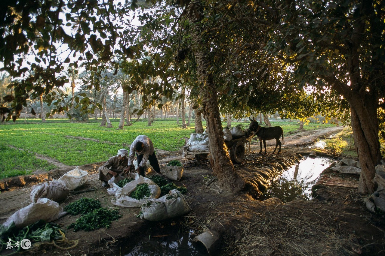 驴有话说系列之七,驴是咋死的?不小心被“环保”,没人养我们了